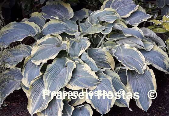 Hosta Flemish Angel